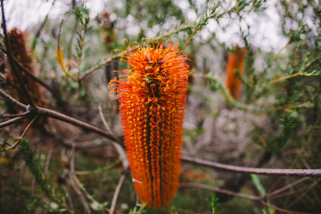 Bottlebrushes