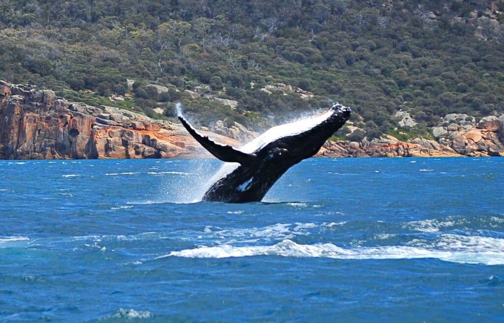 Whales from the coast